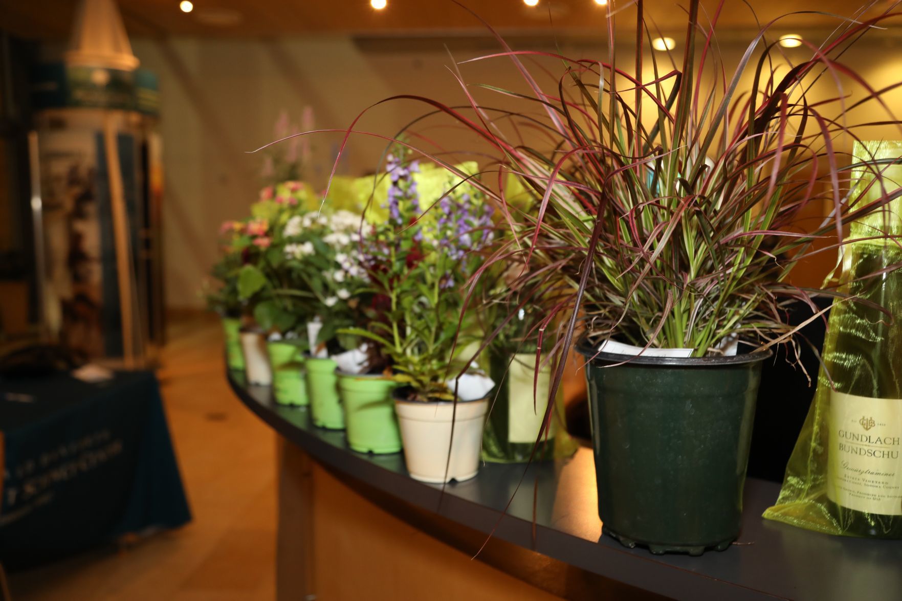 2019-Party-with-the-Plants-047.JPG